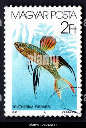 HONGRIE VERS 1987: Un timbre de poste imprimé en HONGRIE montrant des poissons tropicaux. Les poissons. Vers 1987. Timbre-poste avec vie marine. Animaux de l'océan Banque D'Images