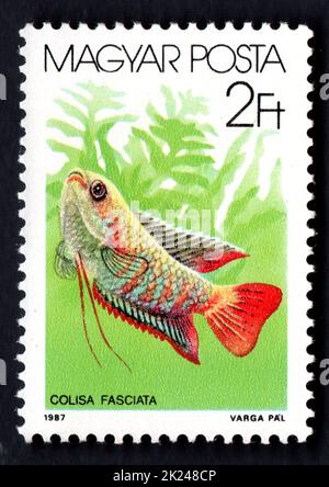 HONGRIE VERS 1987: Un timbre de poste imprimé en HONGRIE montrant des poissons tropicaux. Les poissons. Vers 1987. Timbre-poste avec vie marine. Animaux de l'océan Banque D'Images