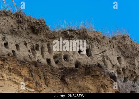 Des hirondelles pour hirondelles sur les falaises de la ville d'Ahrenshoop sur la péninsule de la mer Baltique Darss en Allemagne en été. Banque D'Images