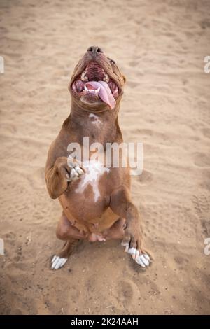 Un chien se tient sur deux jambes Banque D'Images