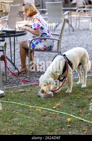 Sierakow, Pologne - 12 août 2020 : oreilles de porc grillées dans un restaurant avec menu pour chiens Banque D'Images