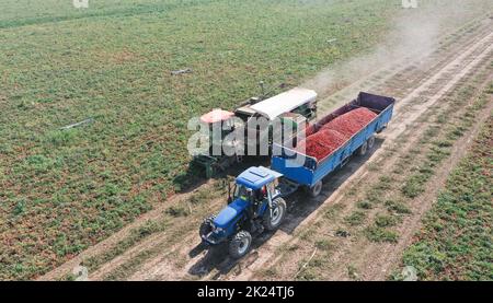 Changji, la région autonome de Xinjiang Uygur en Chine. 19th septembre 2022. La photo aérienne montre aux villageois le 19 septembre 2022, les tomates qui sont havessées dans le village de Xingfu à Changji, dans la région autonome de Xinjiang Uygur, dans le nord-ouest de la Chine. Credit: Feng Guofeng/Xinhua/Alamy Live News Banque D'Images