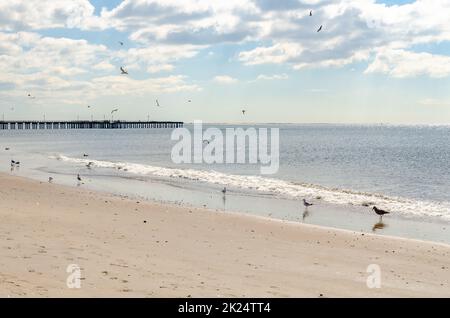 Coney Island Beach avec des mouettes, Pat Auletta Steeplechase Pier en arrière-plan, Brooklyn, New York City pendant la journée d'hiver ensoleillée avec ciel nuageux, ho Banque D'Images