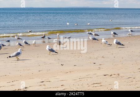 Mouettes à la plage de Coney île à côté de l'océan, gros plan, Brooklyn, New York City pendant la journée d'hiver avec ciel nuageux, île à la distance a Banque D'Images