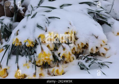 Weinbruch im Hochschwarzwald. Mit der Kaltluft und Temperaturen unter dem Gefrierpunkt Hat in der Nacht zum Samstag nochmals der Winter Einzug ge Banque D'Images