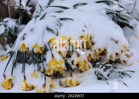 Weinbruch im Hochschwarzwald. Mit der Kaltluft und Temperaturen unter dem Gefrierpunkt Hat in der Nacht zum Samstag nochmals der Winter Einzug ge Banque D'Images