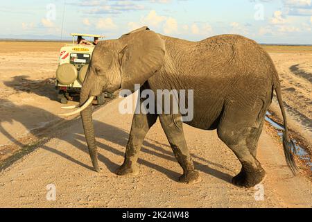 Vue panoramique d'un troupeau de grands éléphants africains marchant dans le parc national d'Amboseli, Kenya, avec aon en arrière-plan un véhicule tout-terrain pour sa touristique Banque D'Images