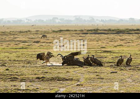 Rare scene of vultures eating a carcas od a dead animal in Amboseli National Park, Kenya Stock Photo