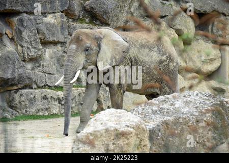 im Zoo Schönbrunn à Vienne, Österreich, Europa - à Schönbrunn Zoo à Vienne, Autriche, Europe Banque D'Images