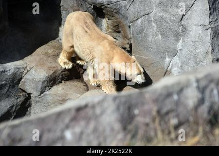 Eisbär im Zoo Schönbrunn à Wien, Österreich, Europa - l'ours de glace au zoo de Schönbrunn à Vienne, Autriche, Europe Banque D'Images