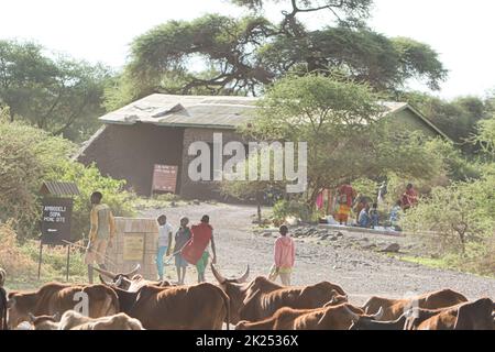 Kenya, campagne - 28 octobre 2017 : bergers locaux de vaches dans la campagne kenyane Banque D'Images