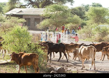 Kenya, campagne - 28 octobre 2017 : bergers locaux de vaches dans la campagne kenyane Banque D'Images