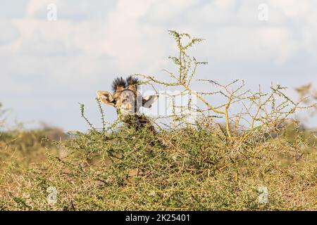 Close-up of a giraffe eating a bush in Amboseli National Park, Kenya Stock Photo