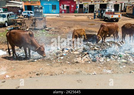 Kenya, countryside - October 28, 2017: cows among junk in the kenyan countryside Stock Photo