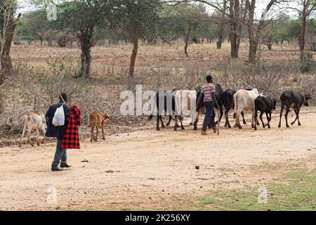 Kenya, campagne - 28 octobre 2017 : bergers locaux de vaches dans la campagne kenyane Banque D'Images