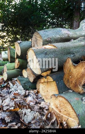 A pile of chopped beech logs in a frosty winter woodland Stock Photo