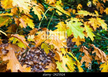 Sycamore leaves changing colour in the autumn Banque D'Images