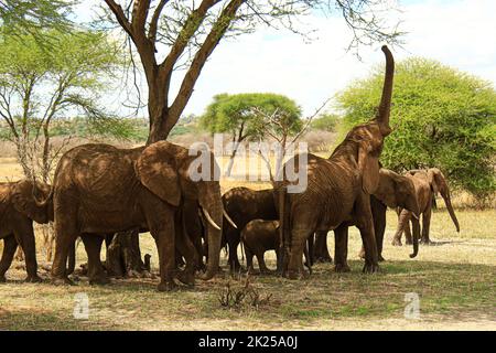 Troupeau d'éléphants mangeant et broutant dans la brousse, photographié lors d'un safari touristique dans le parc national de Tarangire, région de Manyara en Tanzanie. Banque D'Images