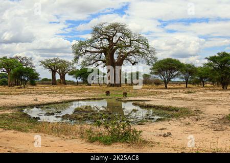 Scenic view of the savannah with a baobab photographed during a touristic safari in the Tarangire National Park, Manyara Region Tanzania. Stock Photo