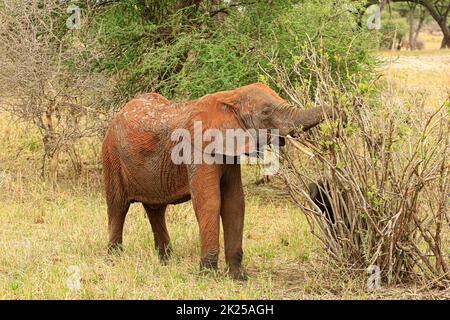 Troupeau d'éléphants mangeant et broutant dans la brousse, photographié lors d'un safari touristique dans le parc national de Tarangire, région de Manyara en Tanzanie. Banque D'Images