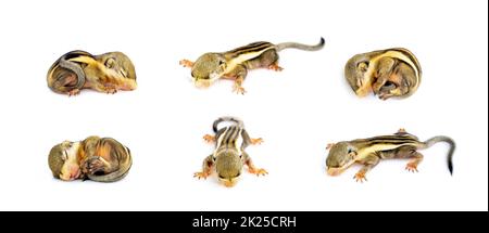 Group of baby himalayan striped squirrel or Baby burmese striped squirrel (Tamiops mcclellandii) on white background. Wild Animals. Stock Photo