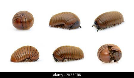 Groupe de vers millipèdes de pilule (Oniscomorpha) isolé sur fond blanc. Glomerida. Insecte. Animal. Banque D'Images