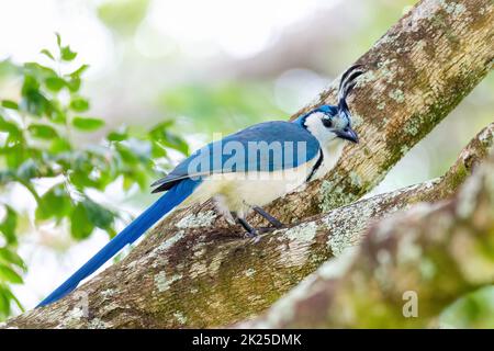 Magpie-jay à gorge blanche (Calocitta formosa) Banque D'Images