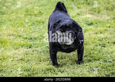 Magnifique pug senior noir Banque D'Images