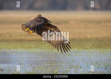 Aigle à queue blanche survolant le marais au printemps Banque D'Images