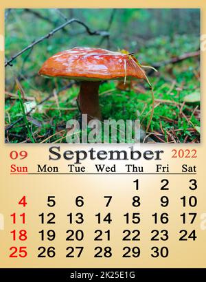 calendrier pour septembre 2022 avec image de avec champignons dans la forêt. Calendrier mensuel. Calendrier pour septembre 2022 avec image du champignon Boletus badius Banque D'Images