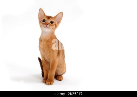 chaton au gingembre, sur fond blanc Banque D'Images