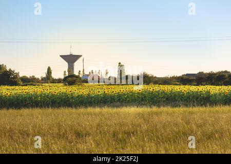 champ de tournesols fleuris dans la campagne Banque D'Images