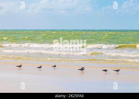 Les oiseaux mouchent sur la belle plage de Holbox Island, banc de sable au Mexique. Banque D'Images