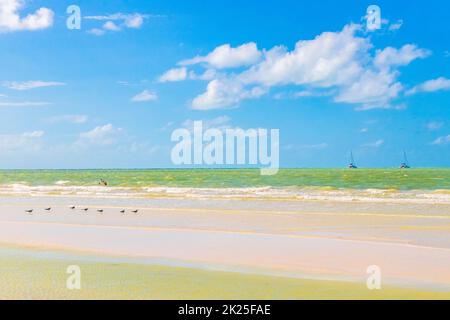 Les oiseaux mouchent sur la belle plage de Holbox Island, banc de sable au Mexique. Banque D'Images