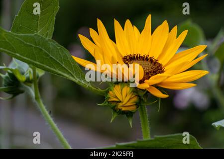 Beau tournesol jaune dans un jardin Banque D'Images
