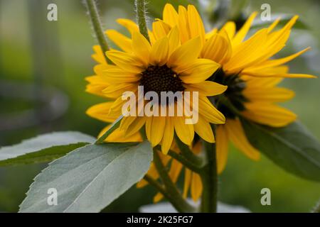 Beau tournesol jaune dans un jardin Banque D'Images