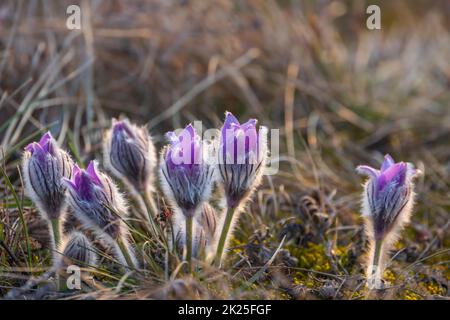 Pasque Flower, Parc National Podyji, Moravie Du Sud, République Tchèque Banque D'Images