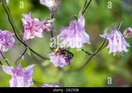 Deux coléoptères de la rose dorée se nourrissent de fleurs roses Banque D'Images