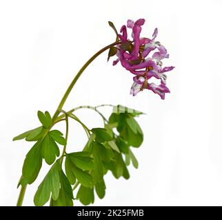 épi de larche en fleur avec feuillage vert Banque D'Images