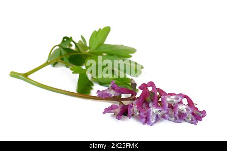 épi de larche en fleur avec feuillage vert Banque D'Images