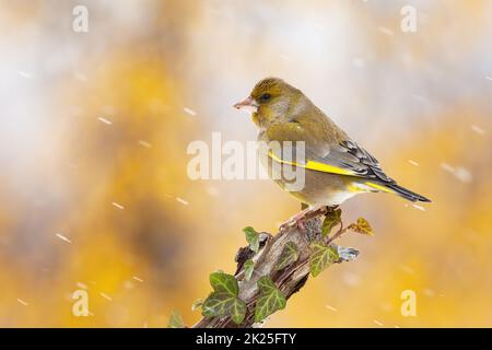 Le greenfinch européen assis sur la branche pendant le neigage Banque D'Images