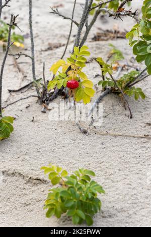 Argousier mûr sur une dune près de la mer Baltique Banque D'Images