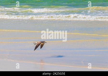 Les oiseaux volants moullent sur la belle plage de Holbox Island, banc de sable au Mexique. Banque D'Images