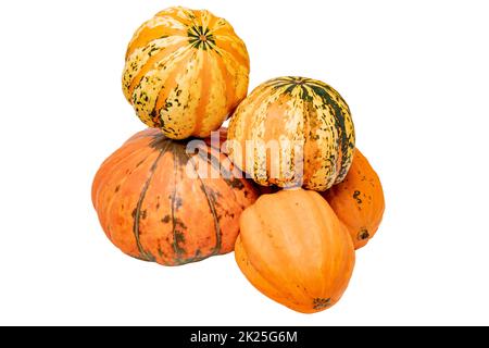 Citrouilles isolées. Début de l'automne et récolte de différentes sortes de citrouilles décoratives colorées isolées sur fond blanc. Macro de gourdes comestibles. Banque D'Images