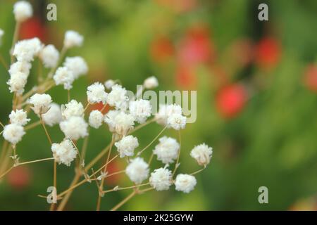 Fleurs à souffle séchées de bébé avec fond vert de jardin Banque D'Images