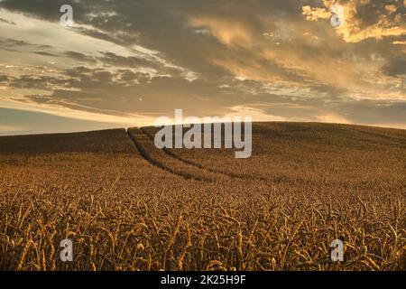 Champ d'épis de blé doré mûrissant au coucher du soleil Banque D'Images