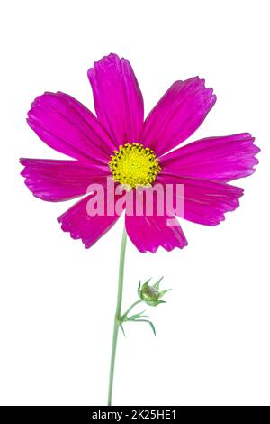 Le bipinnatus de COSMOS fleurit sur fond blanc Banque D'Images