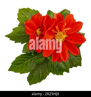 Couche plate de fleur de dahlia rouge Banque D'Images