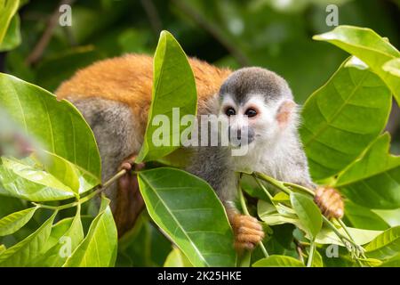 Singe écureuil d'Amérique centrale, Saimiri oerstedii, Quepos, faune du Costa Rica Banque D'Images