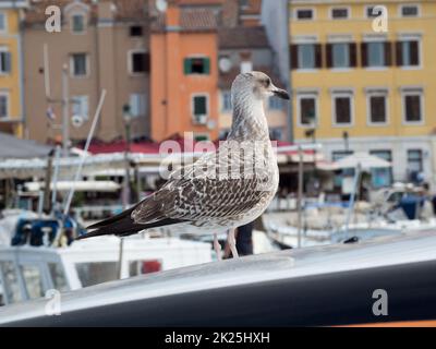 Mouette sur le toit d'une voiture Banque D'Images